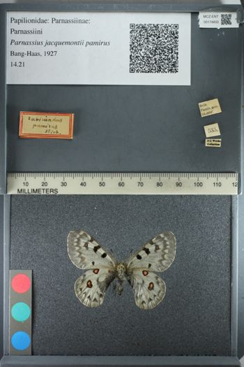 Media type: image;   Entomology 174833
